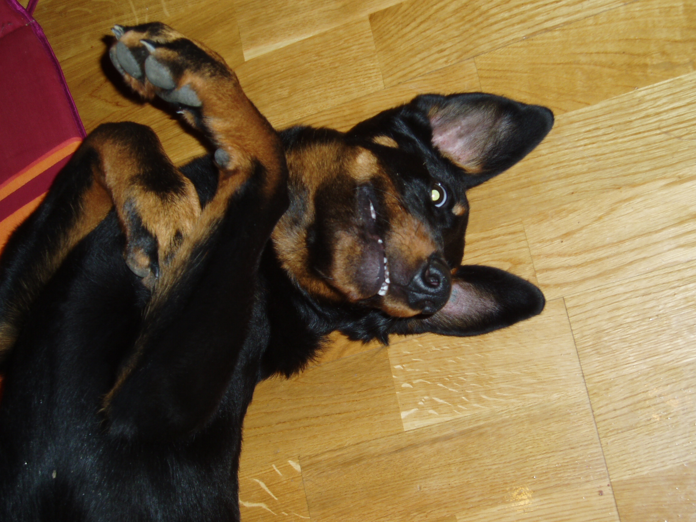 beauceronka Drakee Magic Magpie a kámošové 010.jpg