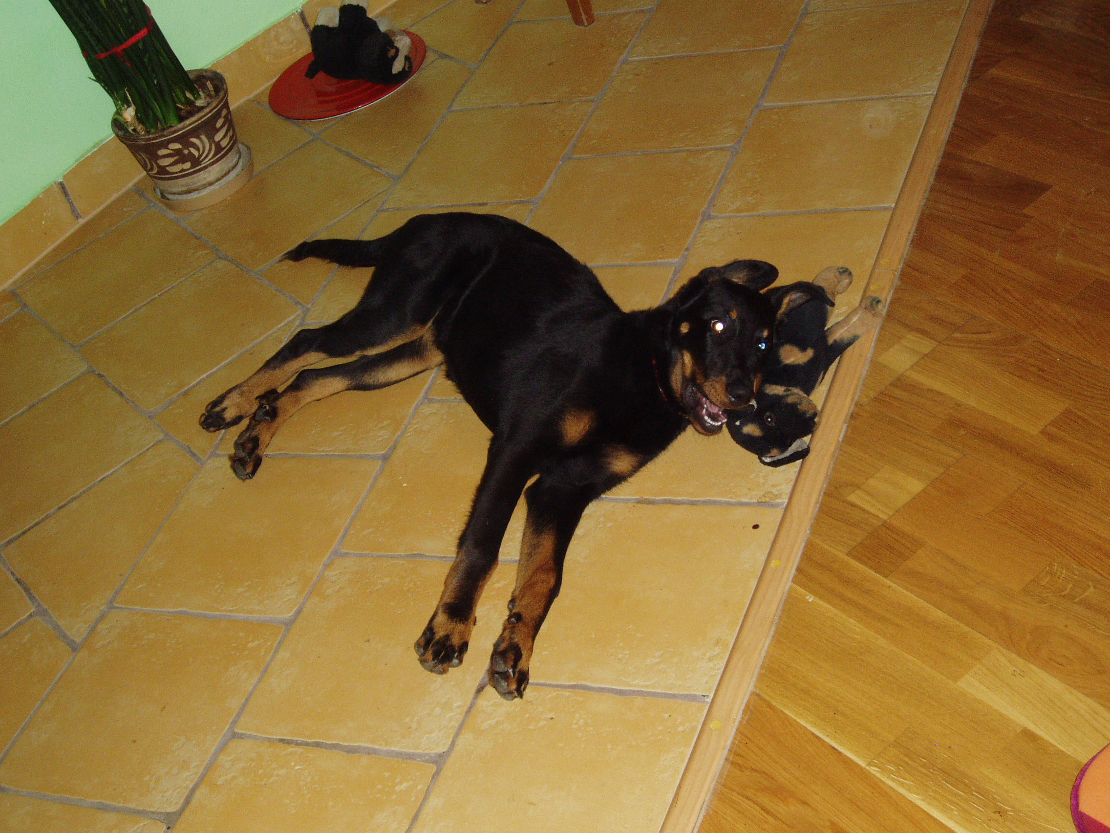 beauceronka Drakee Magic Magpie a kámošové 006.jpg