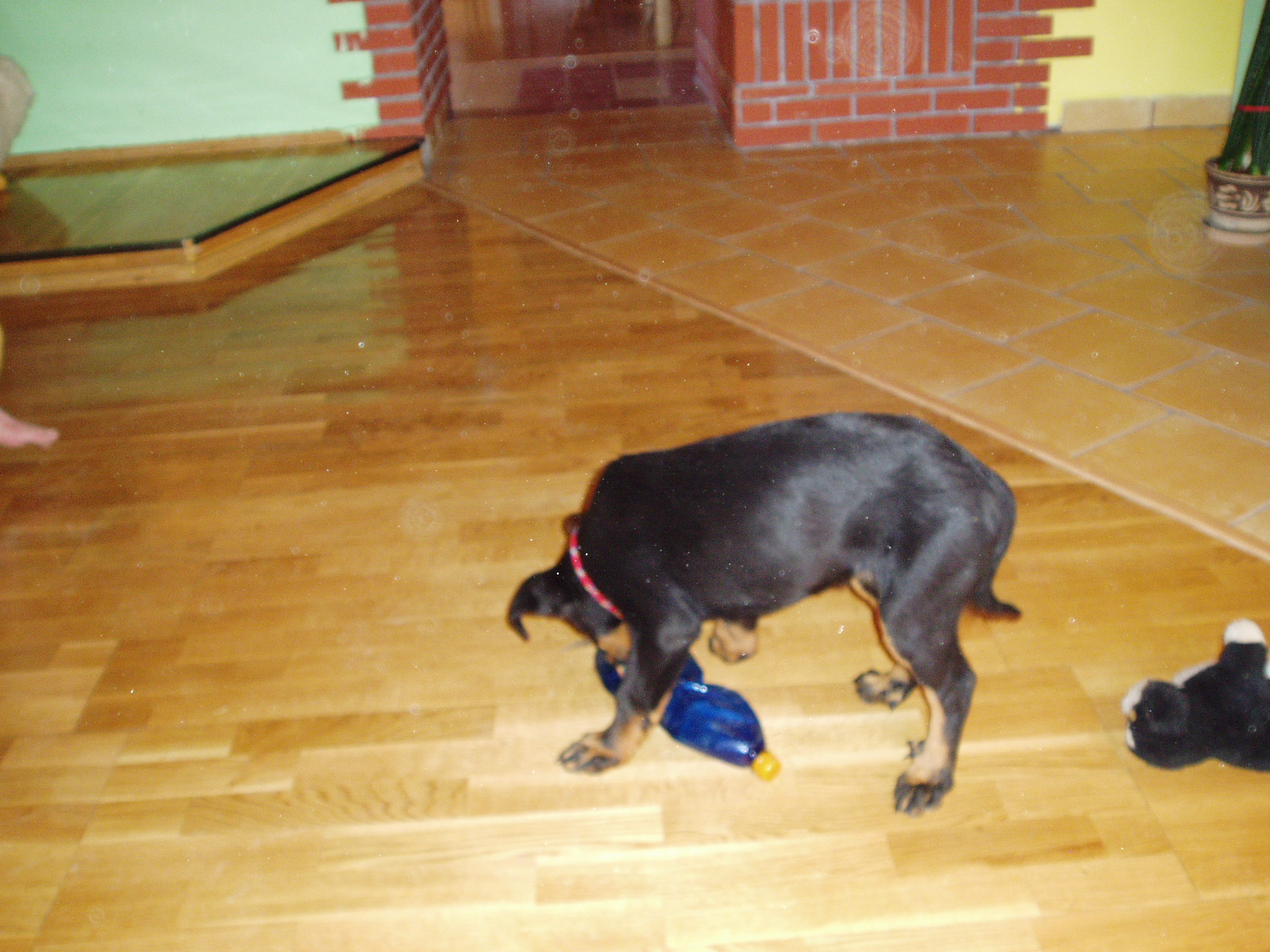 foto dračice 2-3 měsíce 015.jpg