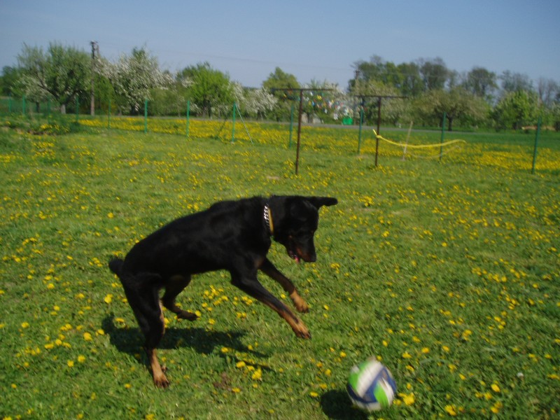 Drakee 2009.jpg