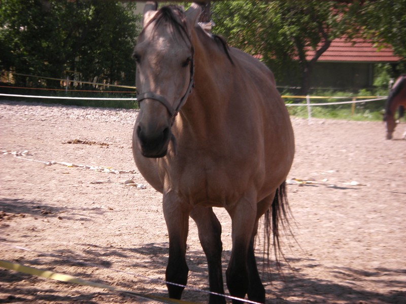 Impala březost
